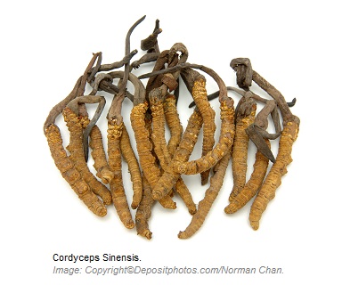 Cordyceps Sinensis Adaptogens 1 Canadian Academy of Sports Nutrition caasn
