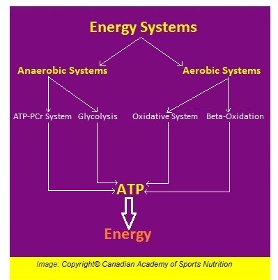 Energy Systems 3 Canadian Academy of Sports Nutrition caasn