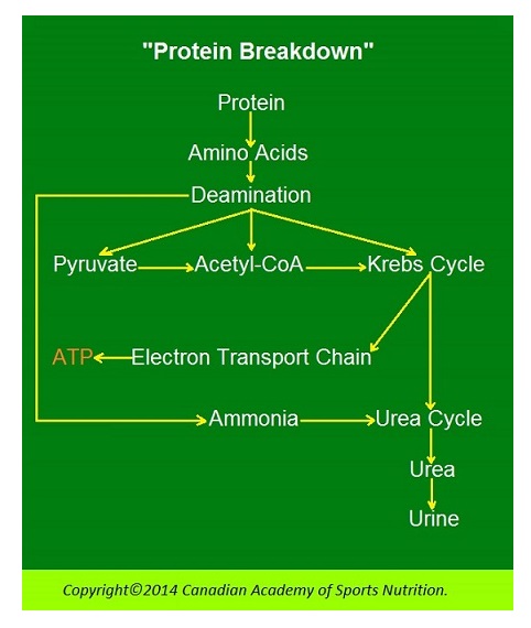 Protein breakdown 1 Canadian Academy of Sports Nutrition caasn