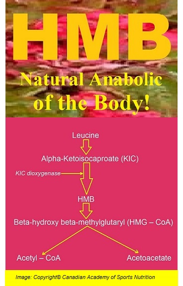 Sports Performance Enhancers HMB 2 Canadian Academy of Sports Nutrition caasn